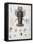 Description de l'Egypte : Zoologie, crustacé : homard-Salvadore Tresca-Framed Stretched Canvas