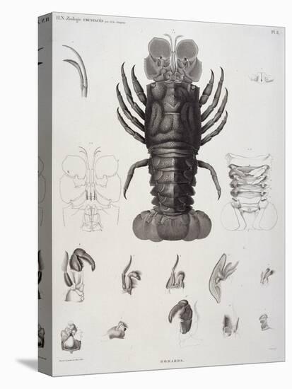 Description de l'Egypte : Zoologie, crustacé : homard-Salvadore Tresca-Stretched Canvas