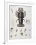 Description de l'Egypte : Zoologie, crustacé : homard-Salvadore Tresca-Framed Giclee Print