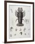 Description de l'Egypte : Zoologie, crustacé : homard-Salvadore Tresca-Framed Giclee Print