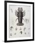 Description de l'Egypte : Zoologie, crustacé : homard-Salvadore Tresca-Framed Giclee Print