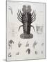 Description de l'Egypte : Zoologie, crustacé : homard-Salvadore Tresca-Mounted Giclee Print