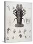 Description de l'Egypte : Zoologie, crustacé : homard-Salvadore Tresca-Stretched Canvas