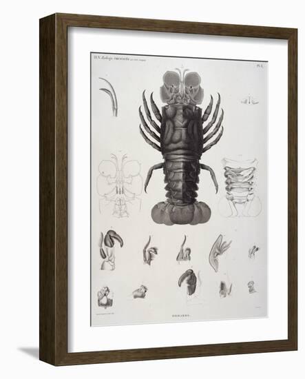 Description de l'Egypte : Zoologie, crustacé : homard-Salvadore Tresca-Framed Giclee Print