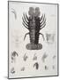 Description de l'Egypte : Zoologie, crustacé : homard-Salvadore Tresca-Mounted Giclee Print