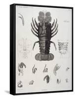 Description de l'Egypte : Zoologie, crustacé : homard-Salvadore Tresca-Framed Stretched Canvas