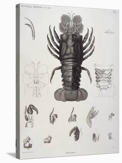 Description de l'Egypte : Zoologie, crustacé : homard-Salvadore Tresca-Stretched Canvas