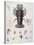 Description de l'Egypte : Zoologie, crustacé : homard-Salvadore Tresca-Stretched Canvas