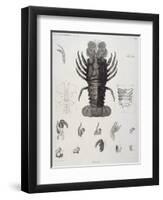 Description de l'Egypte : Zoologie, crustacé : homard-Salvadore Tresca-Framed Premium Giclee Print