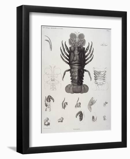 Description de l'Egypte : Zoologie, crustacé : homard-Salvadore Tresca-Framed Premium Giclee Print