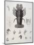 Description de l'Egypte : Zoologie, crustacé : homard-Salvadore Tresca-Mounted Premium Giclee Print