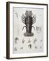 Description de l'Egypte : Zoologie, crustacé : homard-Salvadore Tresca-Framed Giclee Print