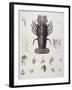 Description de l'Egypte : Zoologie, crustacé : homard-Salvadore Tresca-Framed Giclee Print