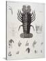 Description de l'Egypte : Zoologie, crustacé : homard-Salvadore Tresca-Stretched Canvas