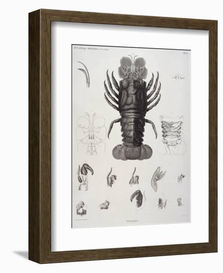 Description de l'Egypte : Zoologie, crustacé : homard-Salvadore Tresca-Framed Giclee Print