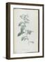 Description des plantes rares que l'on cultive à Navarre et à Malmaison-Pierre-Joseph Redouté-Framed Giclee Print