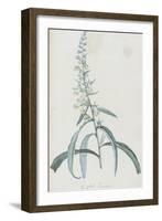 Description des plantes rares que l'on cultive à Navarre et à Malmaison-Pierre-Joseph Redouté-Framed Giclee Print