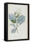 Description des plantes rares que l'on cultive à Navarre et à Malmaison-Pierre-Joseph Redouté-Framed Stretched Canvas