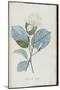 Description des plantes rares que l'on cultive à Navarre et à Malmaison-Pierre-Joseph Redouté-Mounted Giclee Print