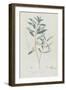 Description des plantes rares que l'on cultive à Navarre et à Malmaison-Pierre-Joseph Redouté-Framed Giclee Print