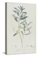 Description des plantes rares que l'on cultive à Navarre et à Malmaison-Pierre-Joseph Redouté-Stretched Canvas