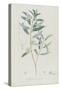 Description des plantes rares que l'on cultive à Navarre et à Malmaison-Pierre-Joseph Redouté-Stretched Canvas