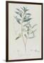 Description des plantes rares que l'on cultive à Navarre et à Malmaison-Pierre-Joseph Redouté-Framed Giclee Print