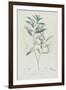 Description des plantes rares que l'on cultive à Navarre et à Malmaison-Pierre-Joseph Redouté-Framed Giclee Print