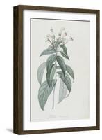 Description des plantes rares que l'on cultive à Navarre et à Malmaison-Pierre-Joseph Redouté-Framed Giclee Print