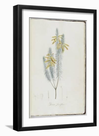 Description des plantes rares que l'on cultive à Navarre et à Malmaison-Pierre-Joseph Redouté-Framed Giclee Print