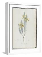 Description des plantes rares que l'on cultive à Navarre et à Malmaison-Pierre-Joseph Redouté-Framed Giclee Print