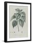 Description des plantes rares que l'on cultive à Navarre et à Malmaison-Pierre-Joseph Redouté-Framed Giclee Print