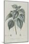 Description des plantes rares que l'on cultive à Navarre et à Malmaison-Pierre-Joseph Redouté-Mounted Giclee Print