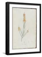 Description des plantes rares que l'on cultive à Navarre et à Malmaison-Pierre-Joseph Redouté-Framed Giclee Print