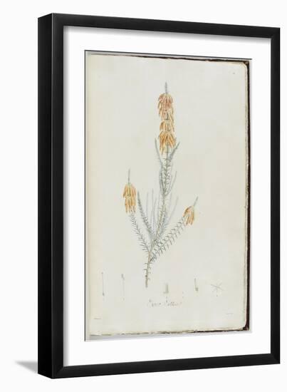 Description des plantes rares que l'on cultive à Navarre et à Malmaison-Pierre-Joseph Redouté-Framed Giclee Print