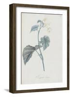 Description des plantes rares que l'on cultive à Navarre et à Malmaison-Pierre-Joseph Redouté-Framed Giclee Print