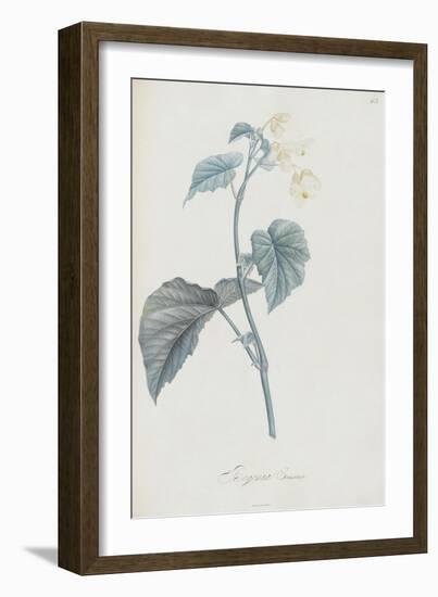 Description des plantes rares que l'on cultive à Navarre et à Malmaison-Pierre-Joseph Redouté-Framed Giclee Print