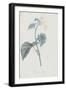 Description des plantes rares que l'on cultive à Navarre et à Malmaison-Pierre-Joseph Redouté-Framed Giclee Print