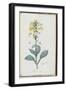 Description des plantes rares que l'on cultive à Navarre et à Malmaison-Pierre-Joseph Redouté-Framed Giclee Print