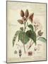 Descube Botanical V-null-Mounted Art Print