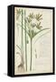 Descubes Botanical Grass I-A. Descubes-Framed Stretched Canvas