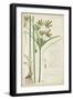 Descubes Botanical Grass I-A. Descubes-Framed Art Print