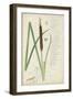 Descubes Botanical Grass II-A. Descubes-Framed Art Print