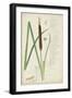 Descubes Botanical Grass II-A. Descubes-Framed Art Print