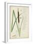 Descubes Botanical Grass II-A. Descubes-Framed Art Print