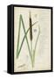 Descubes Botanical Grass II-A. Descubes-Framed Stretched Canvas