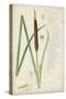 Descubes Botanical Grass II-A. Descubes-Stretched Canvas