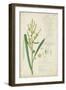 Descubes Botanical Grass IV-A. Descubes-Framed Art Print