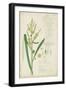 Descubes Botanical Grass IV-A. Descubes-Framed Art Print