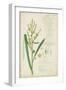 Descubes Botanical Grass IV-A. Descubes-Framed Art Print